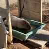 千葉市動物公園への改革提案