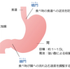 幽門よ、応答願います