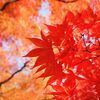 紅葉の岩手公園