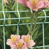 Alstroemeria