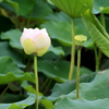 霞ヶ浦付近のハスの花