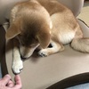 柴犬あきとの生活　126