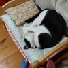 栗子だより🌰４歳２ヶ月