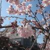 桜ミクの広報ひろさきと土手町の十月桜が満開