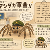 我が家に配属されたアシダカ軍曹
