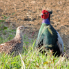 ニコンP510で撮影した野鳥など