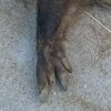 イノブタ、そして思ってること