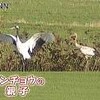 牧草地にタンチョウの親子