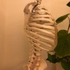 背骨は意外と体の中心