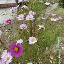 cosmos369luckyの日記