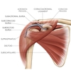 肩峰上滑液包（subacromial bursa）と肩峰下滑液包（subdeltoid bursa）は、肩関節の滑液包構造であり、しばしば連続したsubacromial-subdeltoid bursa (SASD bursa)として扱われる