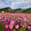 超ショートライドなるも知多の秋桜にまみれる（2018年10月）