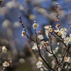 馬見丘陵公園へ梅を撮りに行ってみました　【白系】