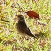 梢ツグミが地上ツグミになった