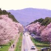 北海道「静内二十間道路桜並木」は