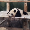 激カワ！  パンダ！！   王子動物園＠神戸市