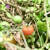 「困っている」ことこそ分かち合おう。