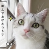 猫雑記 ～午前中の過ごし方～