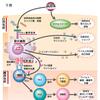 今年のノーベル医学生理学賞における巧妙な免疫の仕組み