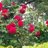 今日の御宿　　23/05/13