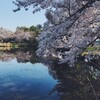 見沼の桜　後編