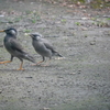 いつかベランダに鳥をお招きしたい