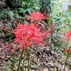 船戸の森の彼岸花