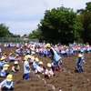 芋苗植え🌱とポップコーン苗植え🌽