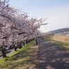 福生 多摩川河川敷の桜