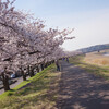 福生 多摩川河川敷の桜