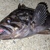 R6/12/5 青森県八戸市某所　ロックフィッシュ　クロソイ狙い　