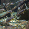 カワムツ Candidia temminckii