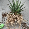 多肉植物、植え替え