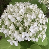 ゲームとお花