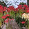 曼珠沙華（仙波氷川神社）ー川越週末散歩