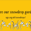 Snowdrop Festival