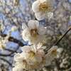 佐倉城址公園の梅と河津桜が見頃！