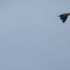 ベリーズ　自宅上空のインコ