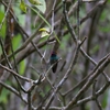 ミミジロサファイアハチドリ White-eared Hummingbird