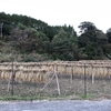 米の収穫が終わりました🌾