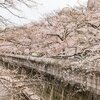 老木化する桜、未来にどう残す