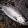 回想・釣りを変えてくれた魚