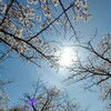 晴れ☀　　桜　桜　桜　散歩へ