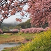 河津桜の名所｢下賀茂温泉｣がおすすめ！見頃の河津桜と菜の花を満喫（静岡県／南伊豆）
