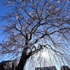 🌸日暮里『長明寺の枝垂桜』がもうすぐ満開です❗