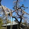 東漸寺の枝垂桜