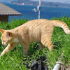 瀬戸内海にある猫の楽園、男木島に行ってきた