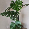 観葉植物を室内に取り込むタイミングと観賞用の仕立て～11月下旬モンステラから～