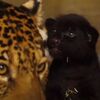 全身が黒いジャガーの赤ちゃんが誕生、保護施設がかわいい動画を公開