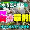 桜🌸最前線（2022年3月27日撮影）｜関西ハイキング（神戸市灘区東灘区）